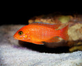 Red Zebra by Danaqua Live Fish & More