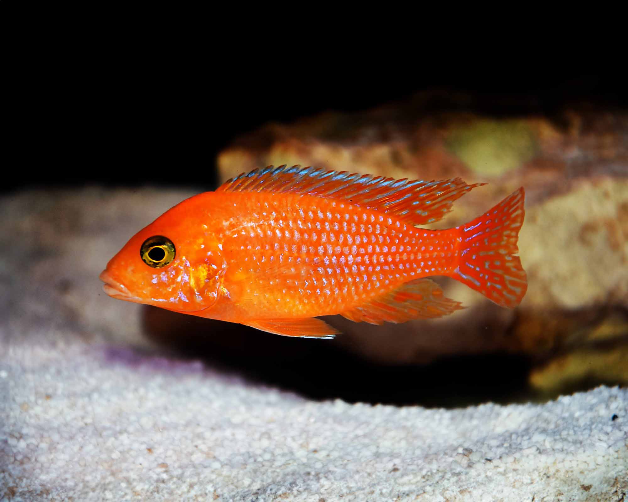 Red Zebra by Danaqua Live Fish & More