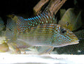 Jurupari Geophagus Satanoperca jurupari by Danaqua Live Fish & More