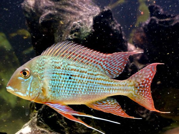 Geophagus surinamensis by Danaqua Live Fish & More