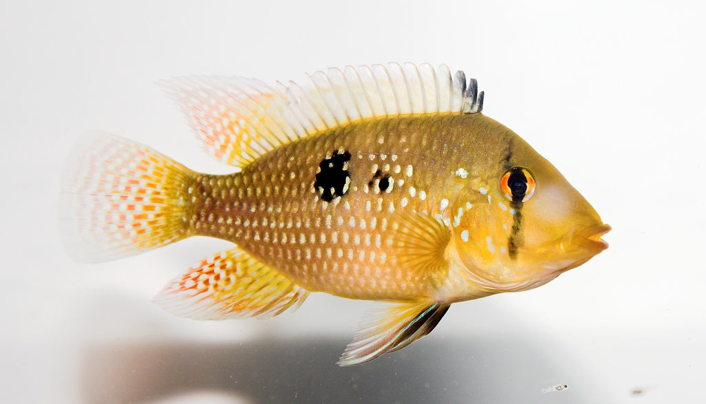 Geophagus brasiliensis by Danaqua Live Fish & More