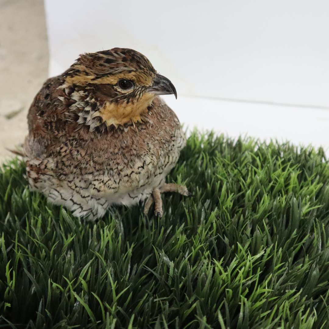 Georgia Giant Quail Hatching Eggs by Quailz.com by Undique LLC