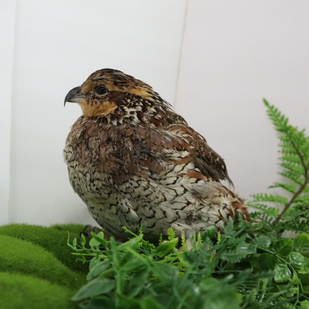 Georgia Giant Quail Hatching Eggs by Quailz.com by Undique LLC
