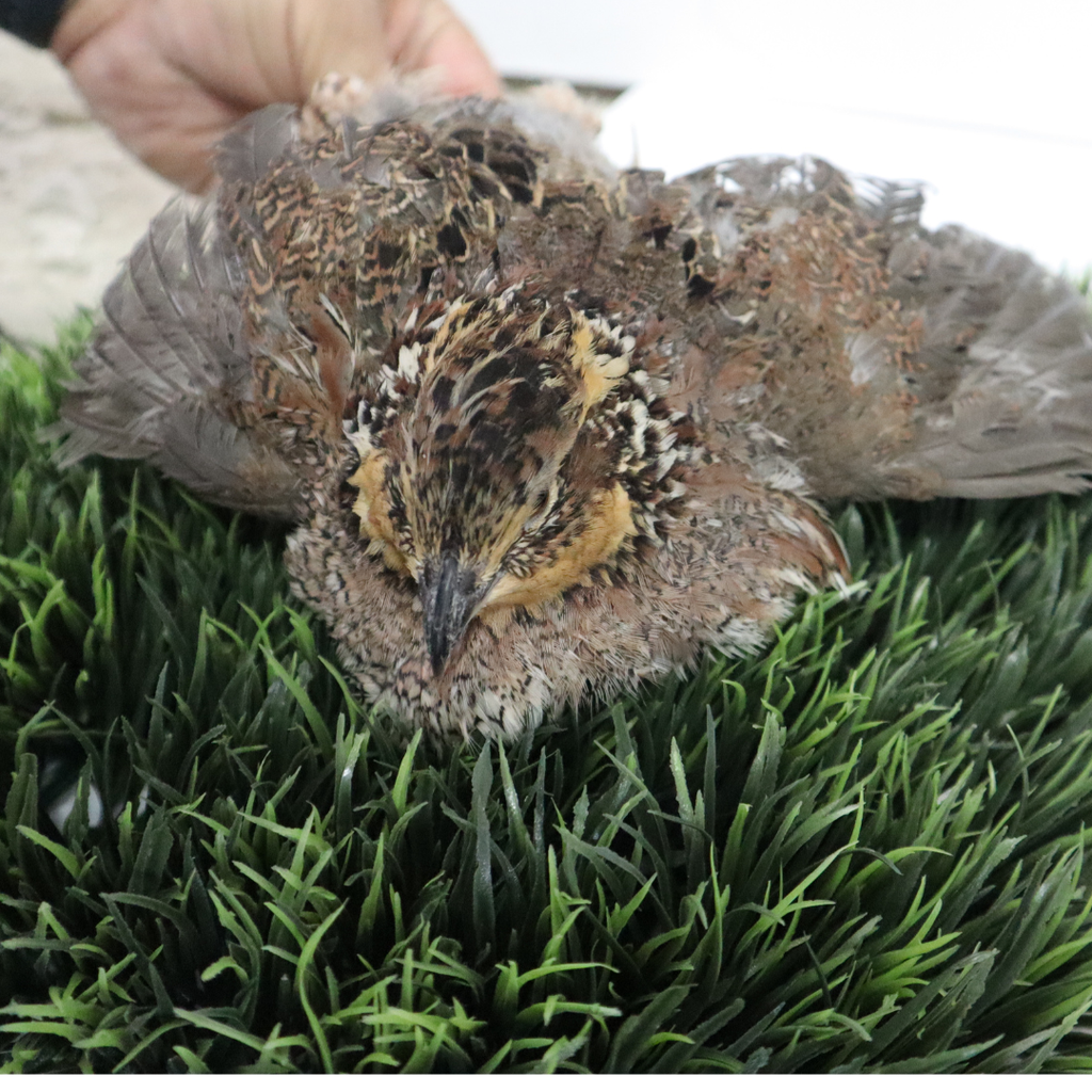 Georgia Giant Quail Hatching Eggs