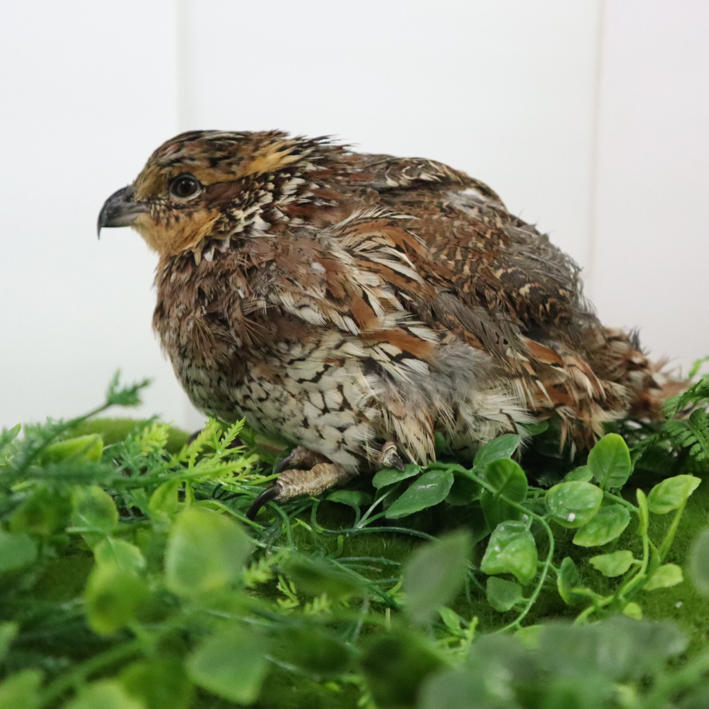 Georgia Giant Quail Hatching Eggs by Quailz.com by Undique LLC