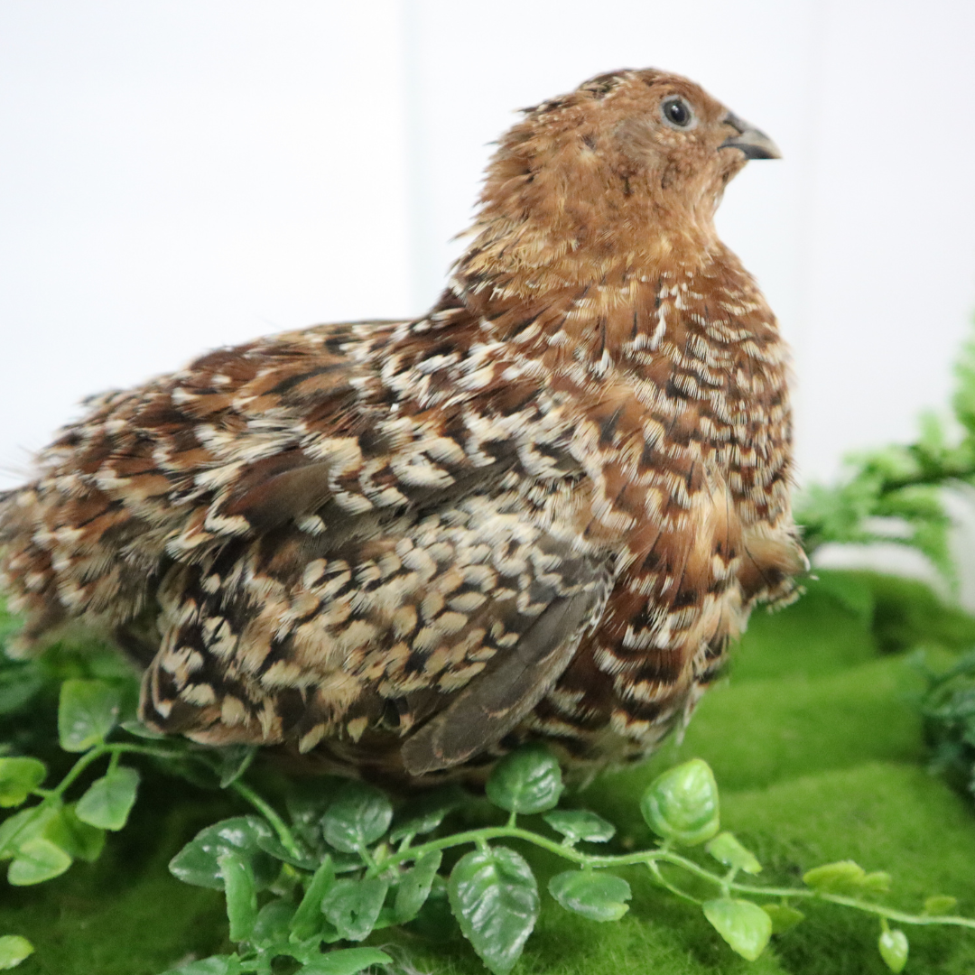 German Chocolate Pansy Quail Hatching Eggs – Fertile Coturnix Eggs for Incubation by Quailz.com by Undique LLC