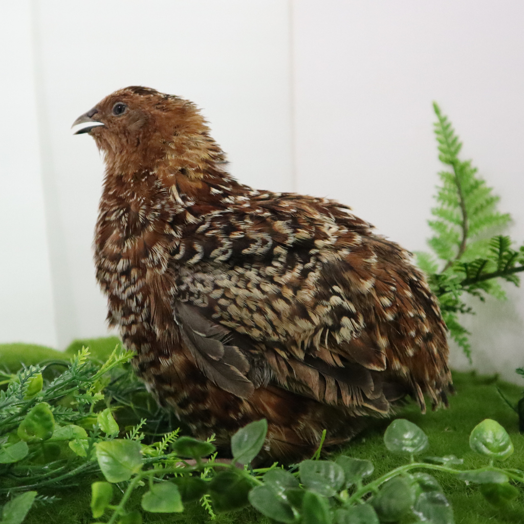 German Chocolate Pansy Quail Hatching Eggs – Fertile Coturnix Eggs for Incubation by Quailz.com by Undique LLC