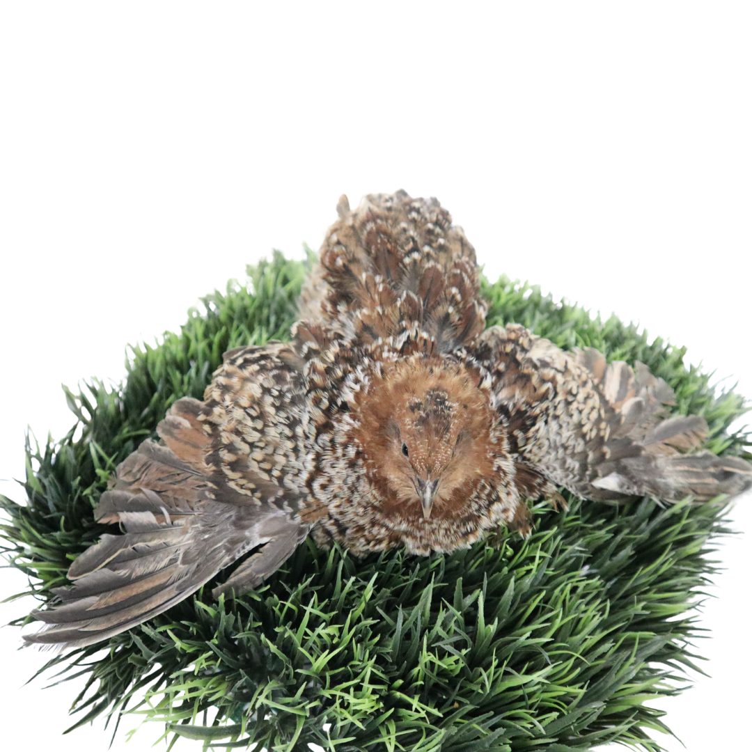 German Chocolate Pansy Quail Hatching Eggs – Fertile Coturnix Eggs for Incubation by Quailz.com by Undique LLC