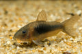 Aeneus Green Corydoras by Danaqua Live Fish & More
