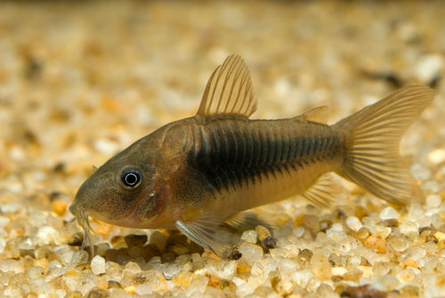 Aeneus Green Corydoras by Danaqua Live Fish & More