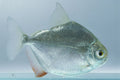 Silver Dollar by Danaqua Live Fish & More