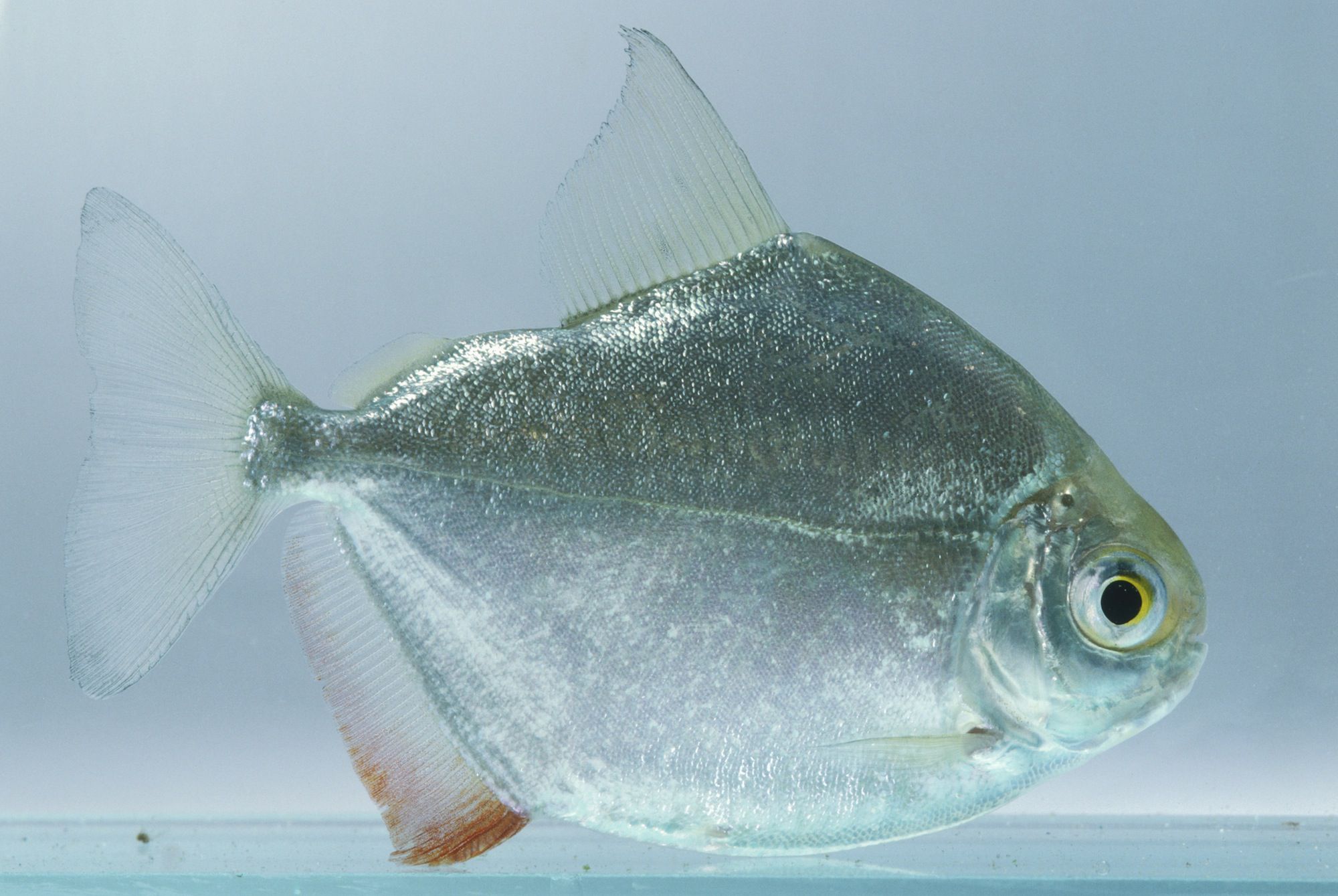 Silver Dollar by Danaqua Live Fish & More
