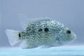 Texas cichlids MEDIUM by Danaqua Live Fish & More