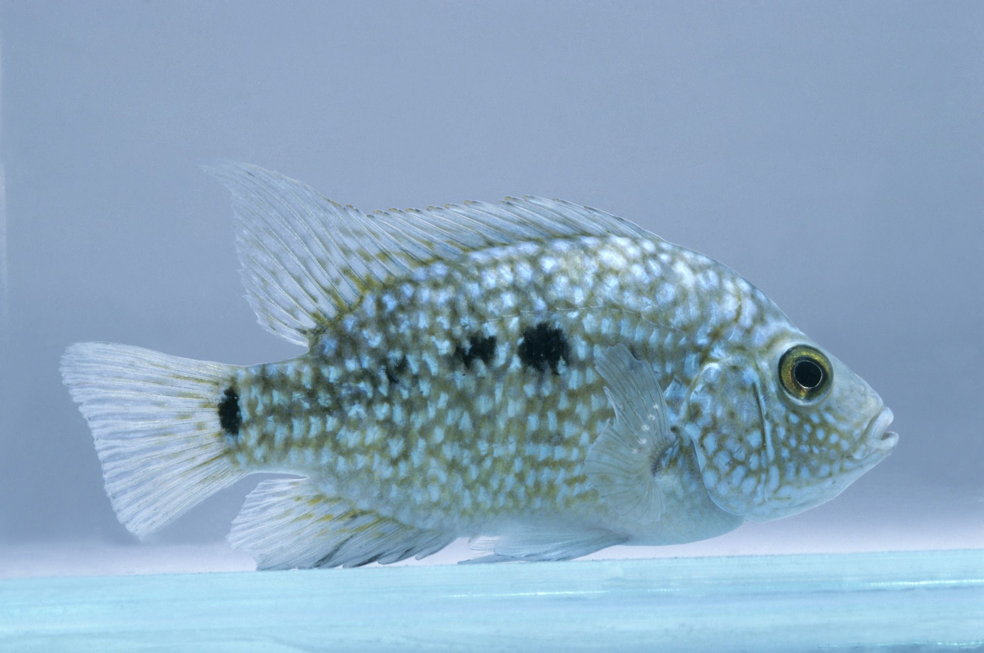 Texas cichlids MEDIUM by Danaqua Live Fish & More