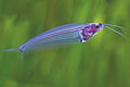 Glass catfish (Ghost Catfish or Phantom Catfish) by Danaqua Live Fish & More