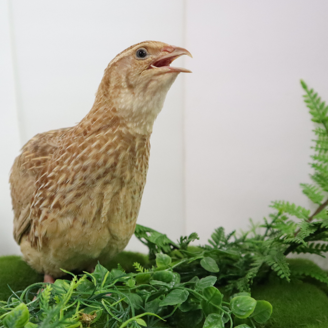 Ginger Quail Hatching Eggs by Quailz.com by Undique LLC