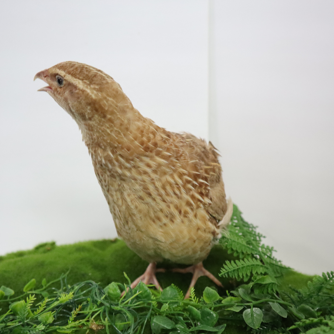 Ginger Quail Hatching Eggs by Quailz.com by Undique LLC