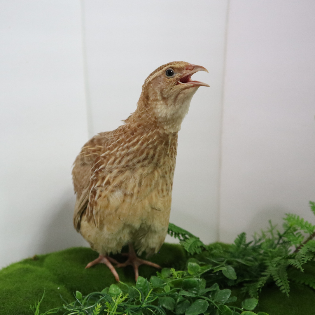 Ginger Quail Hatching Eggs by Quailz.com by Undique LLC