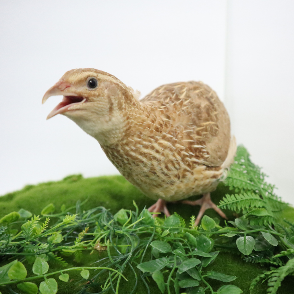 Ginger Quail Hatching Eggs by Quailz.com by Undique LLC