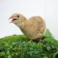 Ginger Quail Hatching Eggs by Quailz.com by Undique LLC
