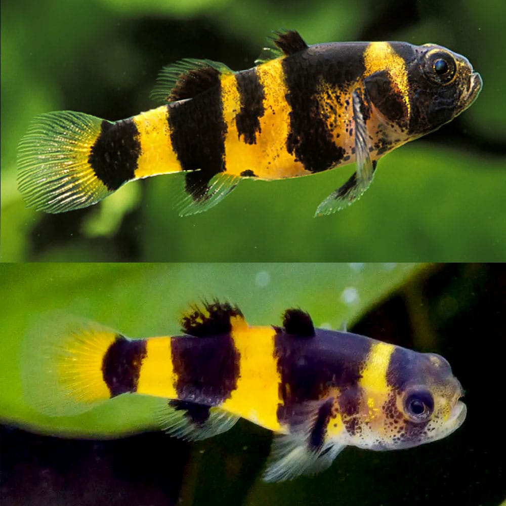 Bumble Bee Goby by Danaqua Live Fish & More
