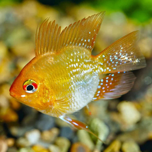 Gold Balloon Ram (Mikrogeophagus ramirezi) by Danaqua Live Fish & More