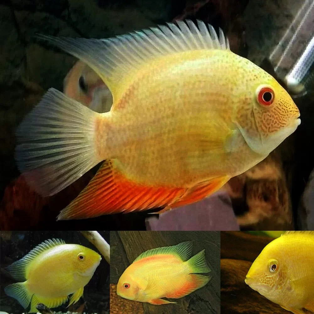 Red Spot Gold Severum (Heros cf. efasciatus) by Danaqua Live Fish & More