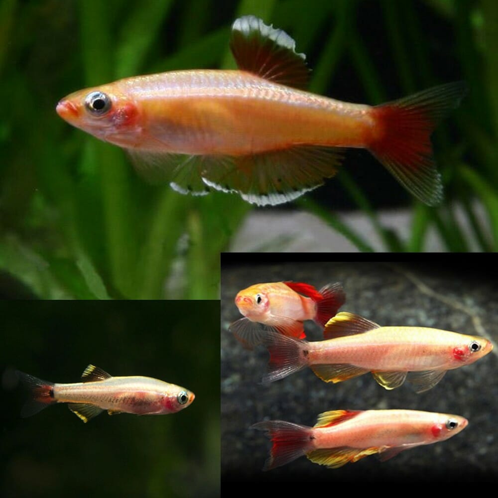 Golden White Cloud PACK OF 6 by Danaqua Live Fish & More