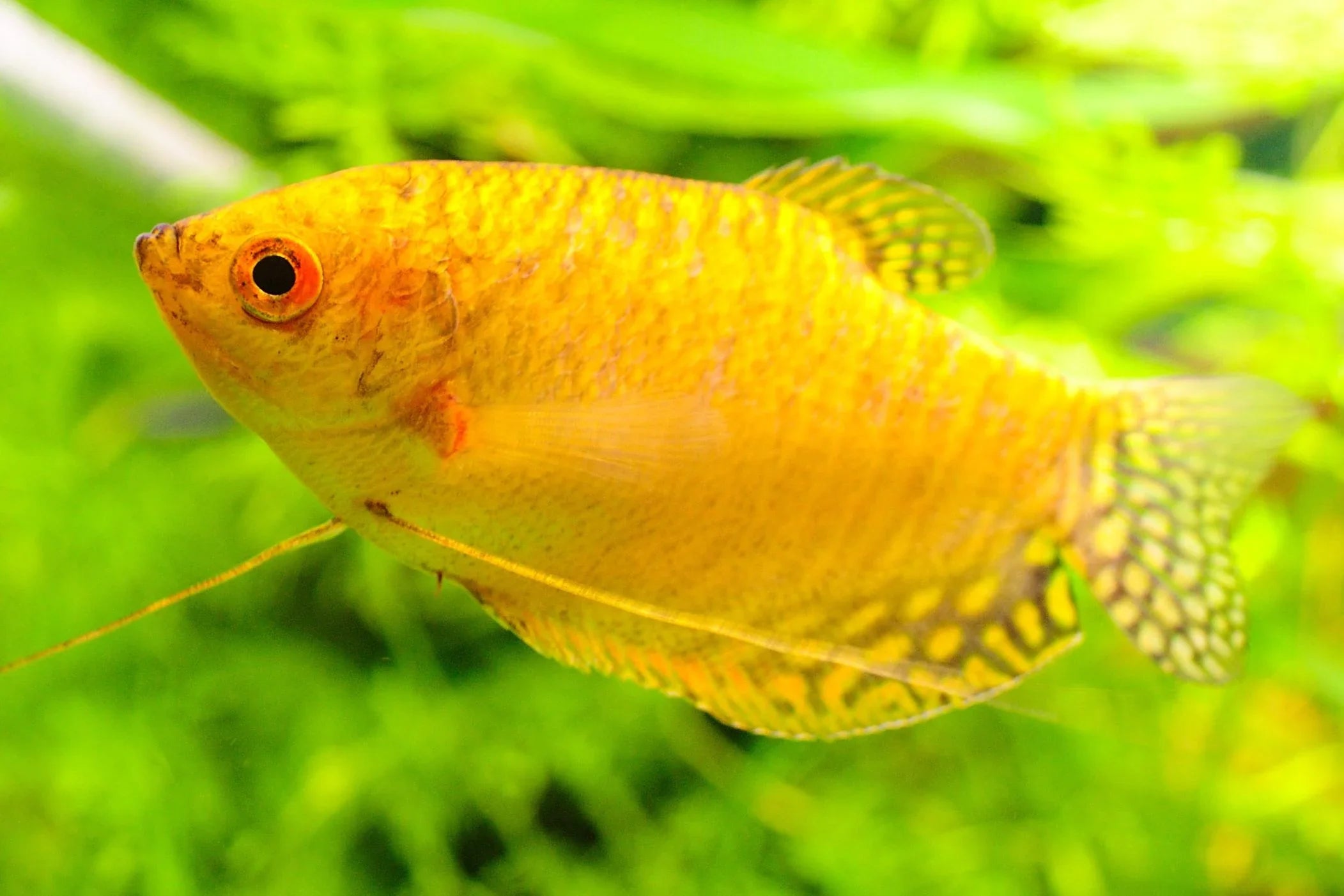 Gold Gourami