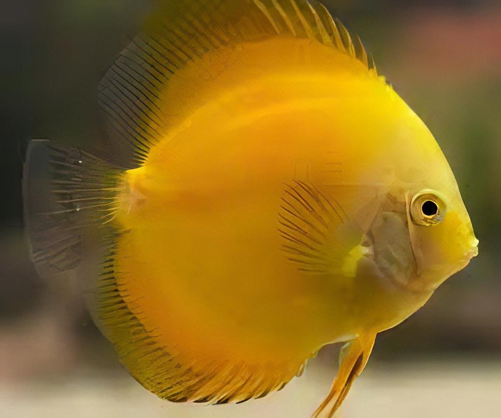 Golden Discus (Yellow Marlboro) by Danaqua Live Fish & More