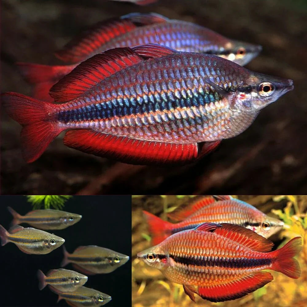 Goyder River rainbowfish (Melanotaenia trifasciata) (PAIR) by Danaqua Live Fish & More