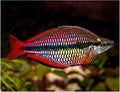 Goyder River rainbowfish (Melanotaenia trifasciata) (PAIR) by Danaqua Live Fish & More