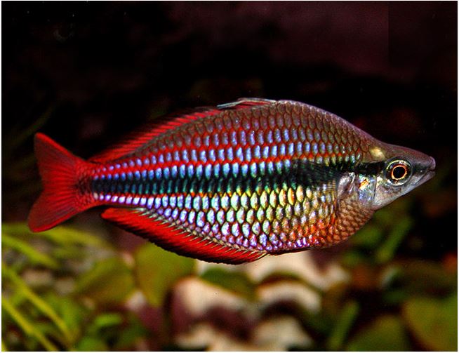 Goyder River rainbowfish (Melanotaenia trifasciata) (PAIR) by Danaqua Live Fish & More