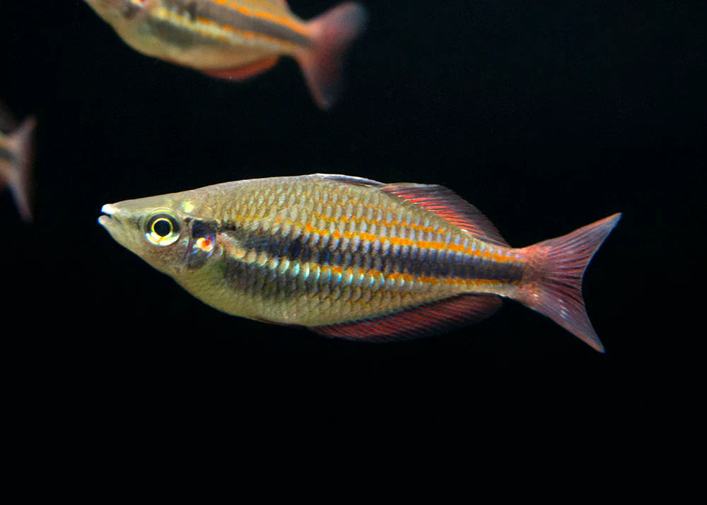 Goyder River rainbowfish (Melanotaenia trifasciata) (PAIR) by Danaqua Live Fish & More