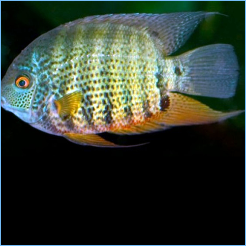 Green Severum (Heros efasciatus) SMALL/MEDIUM by Danaqua Live Fish & More