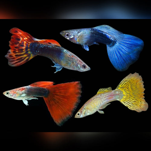 Assorted guppies 1 X PAIR by Danaqua Live Fish & More