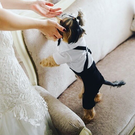 Handsome Stylish Pet Suit with Bow Tie by Furr Baby Gifts
