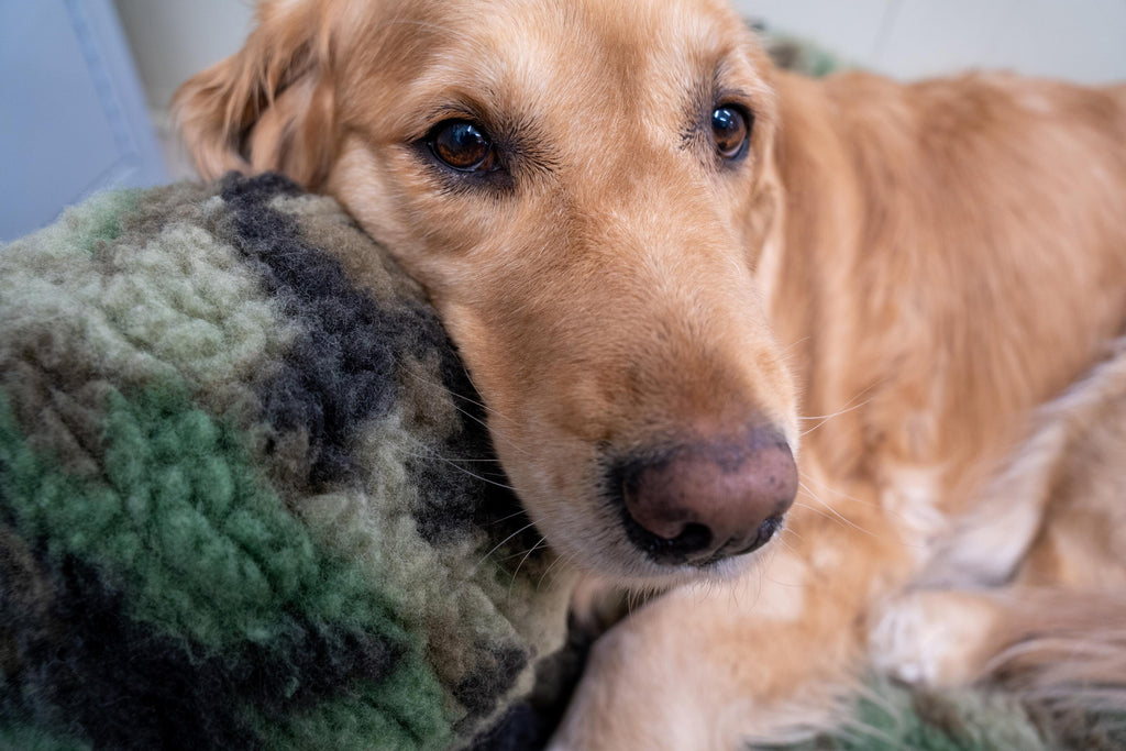 HuggleCause™, Warrior Canine Connection, Camouflage HuggleFleece® Plush Ball Dog Toy by HuggleHounds