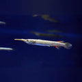 Halfbeak fish 1”-1.5” by Danaqua Live Fish & More