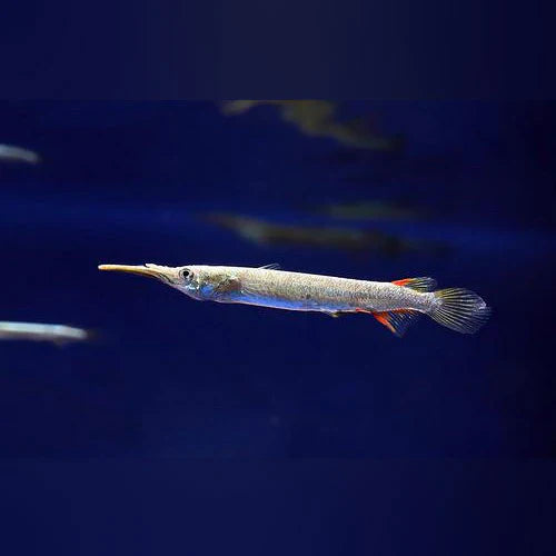 Halfbeak fish 1”-1.5” by Danaqua Live Fish & More