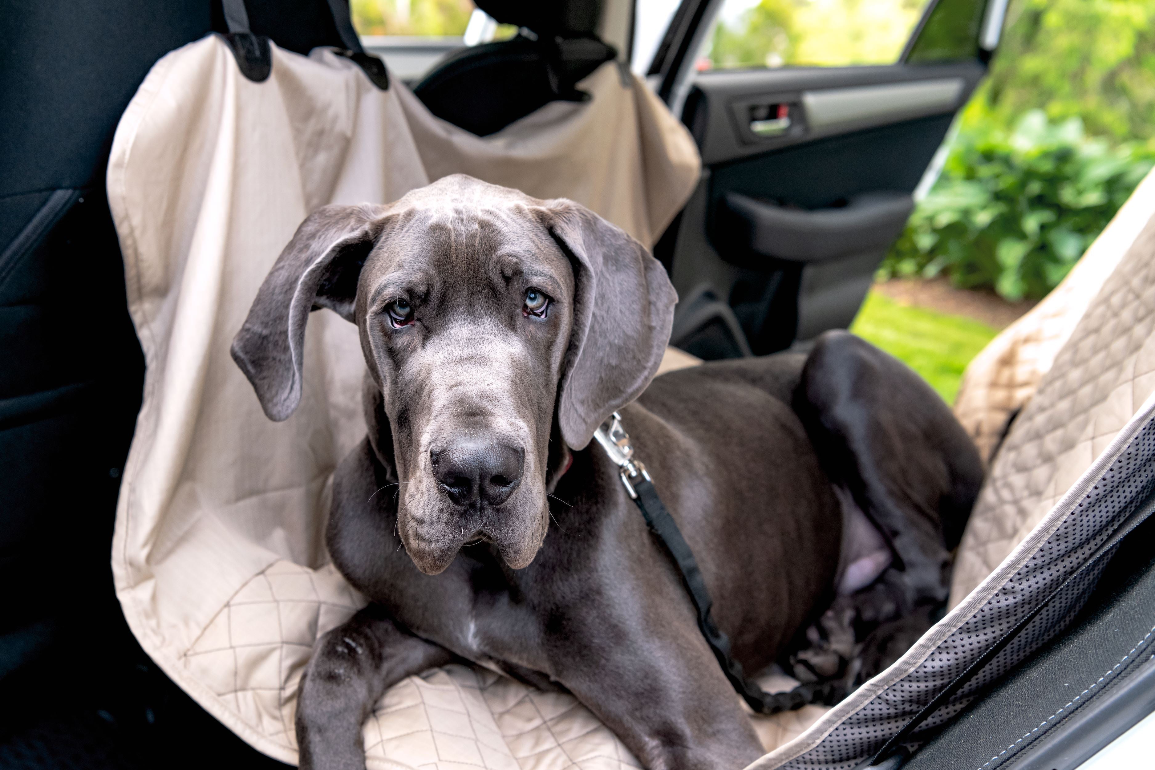 TuffutLuxx® Vehicle Protectors for Travel by HuggleHounds