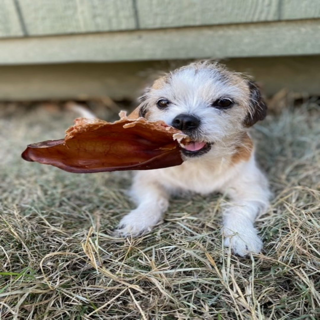 Pig Ear by Jack's Premium