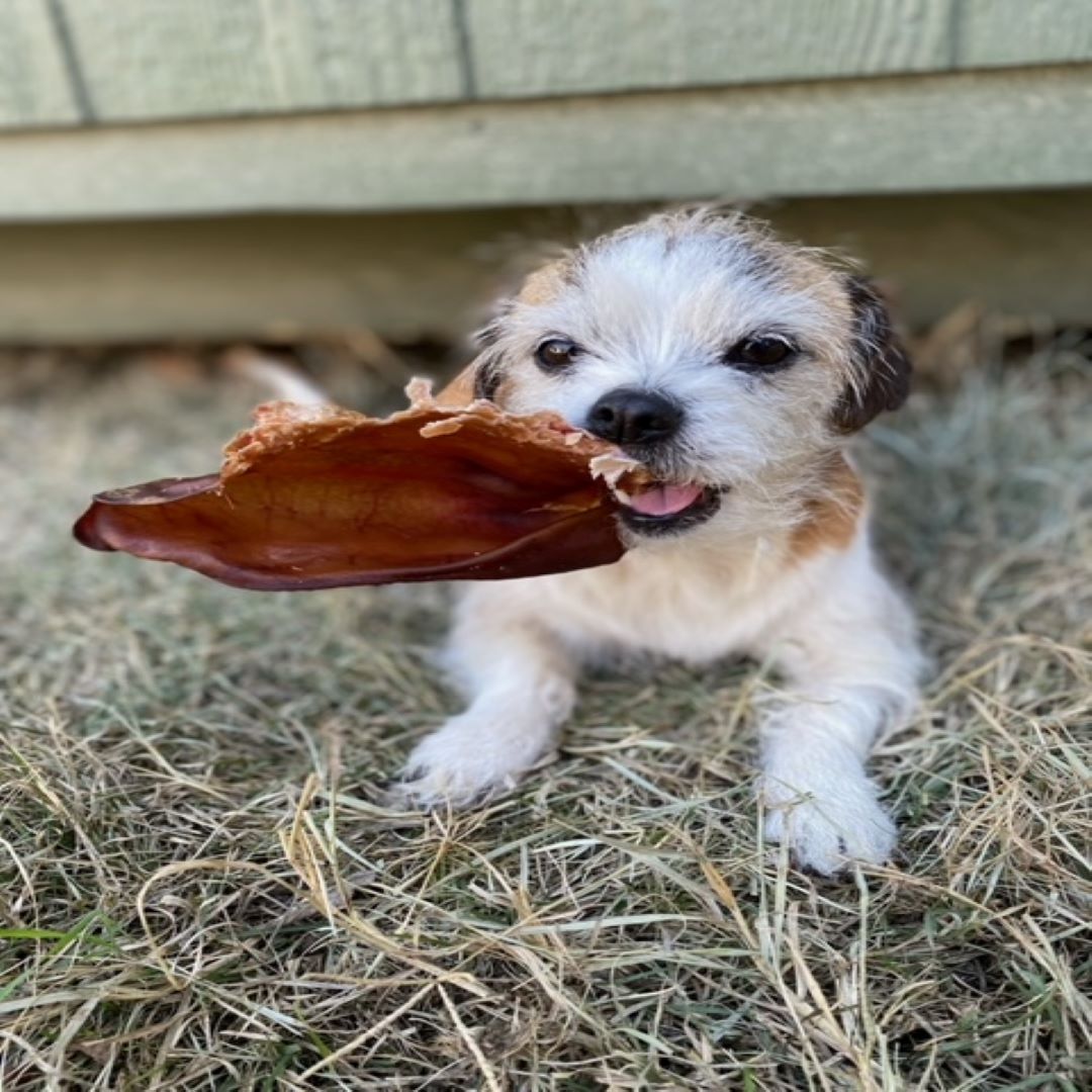 Pig Ear by Jack's Premium