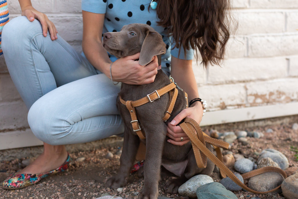 Step In Leather Dog Harness by Euro-Dog Collars and Leads
