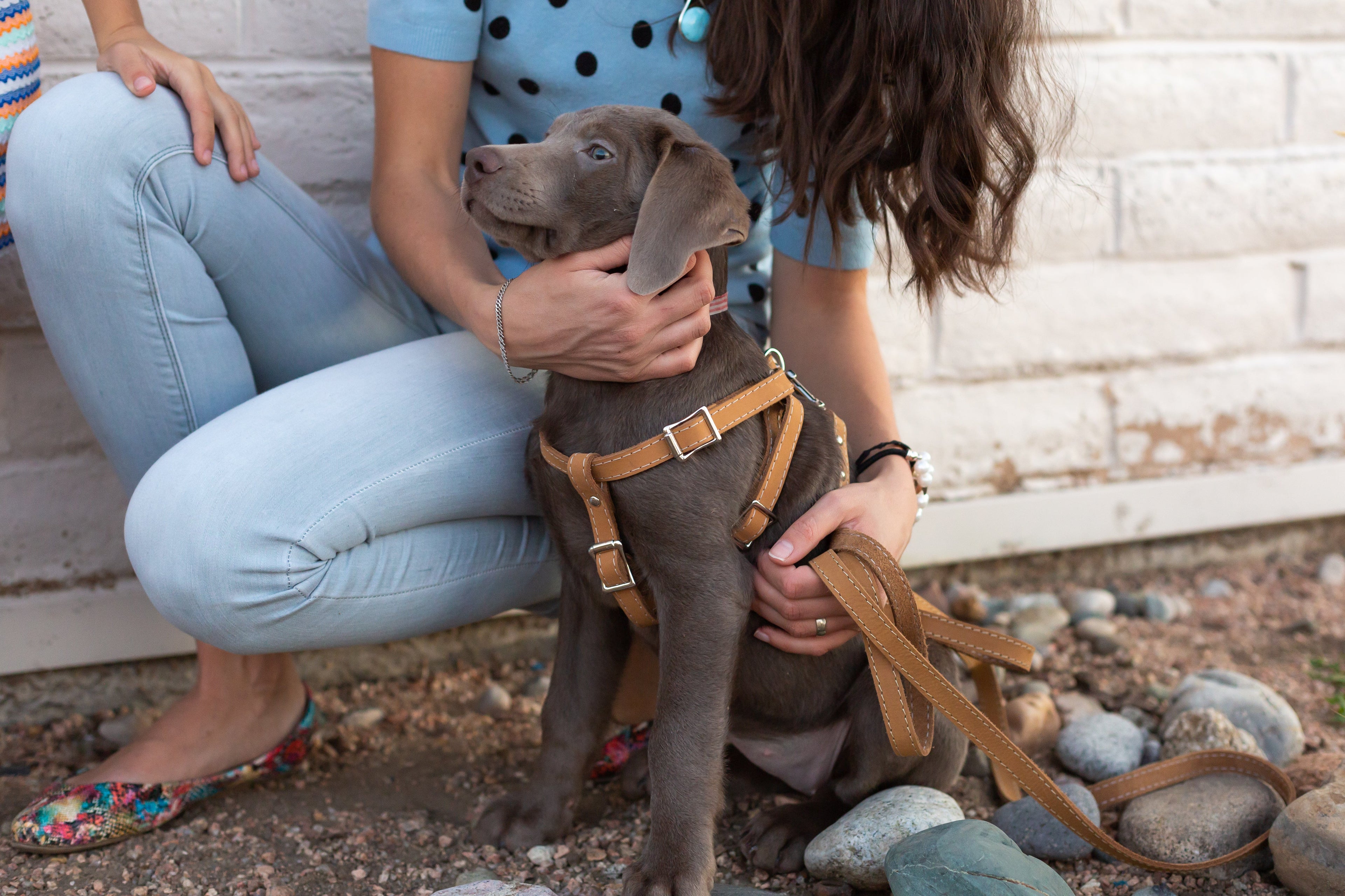 Step In Leather Dog Harness by Euro-Dog Collars and Leads