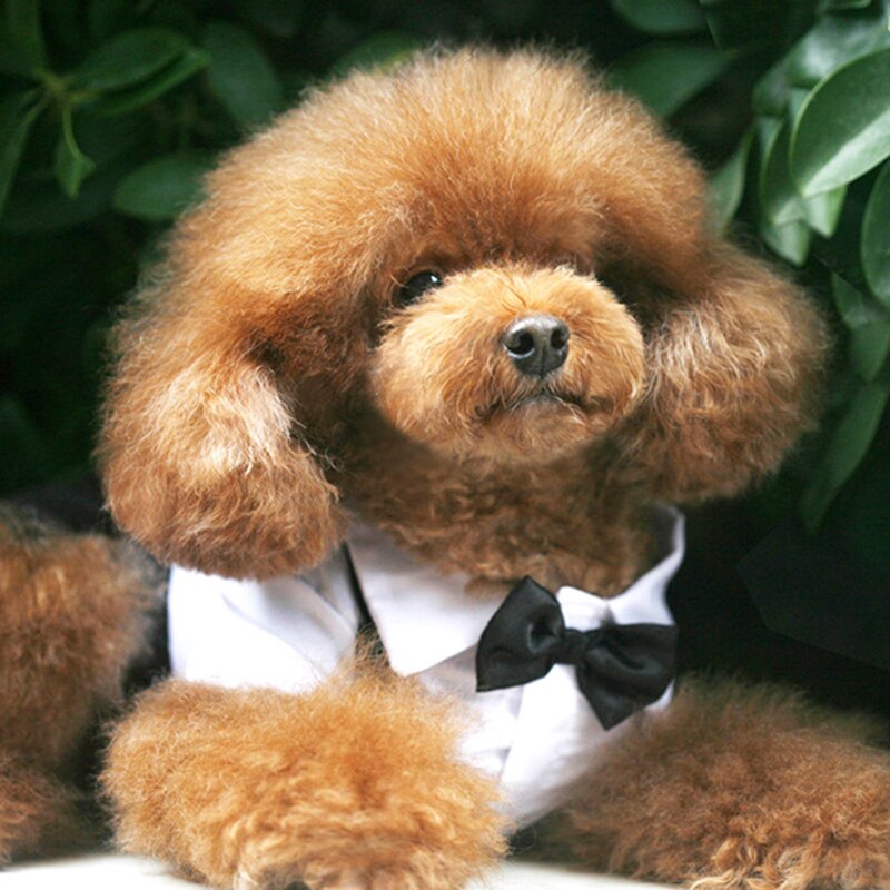 Handsome Stylish Pet Suit with Bow Tie by Furr Baby Gifts