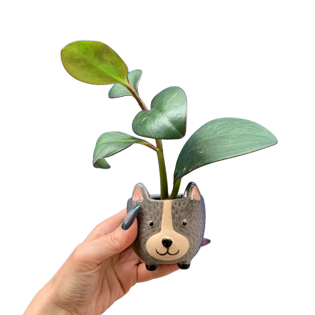 Hedgehog Pot | Decorative Ceramic Planter | 3.25" Tall by The Bullish Store