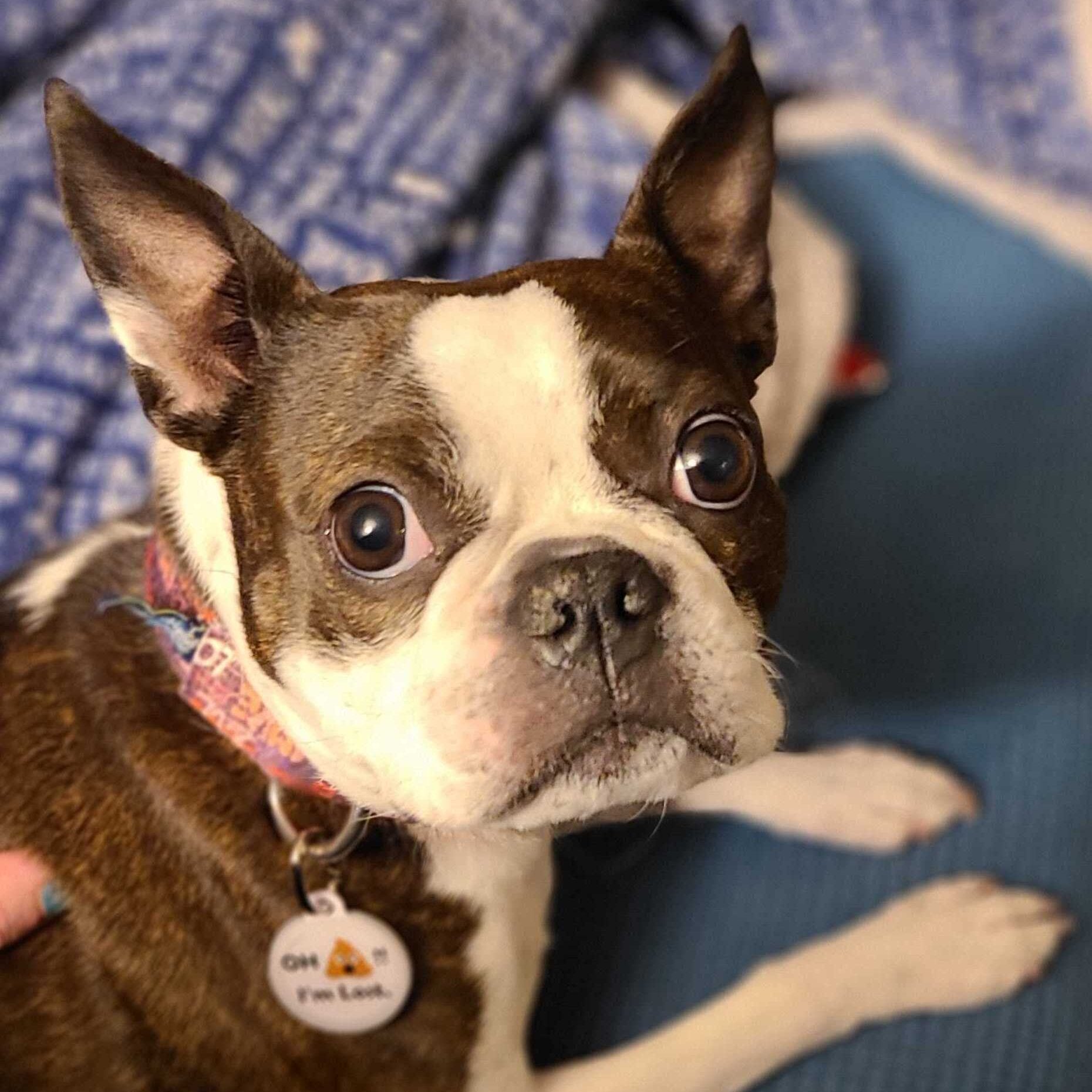 PetHub QR Pet ID Tag – Oh Crap I’m Lost by PetHub