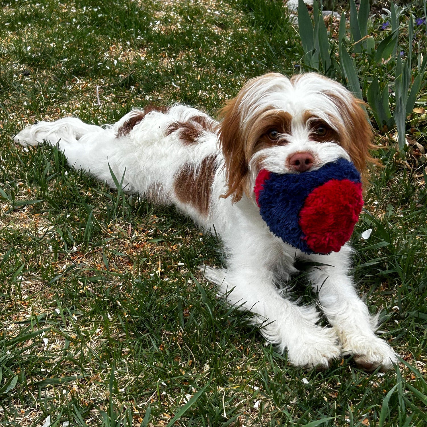 Nuggle Ball by American Dog