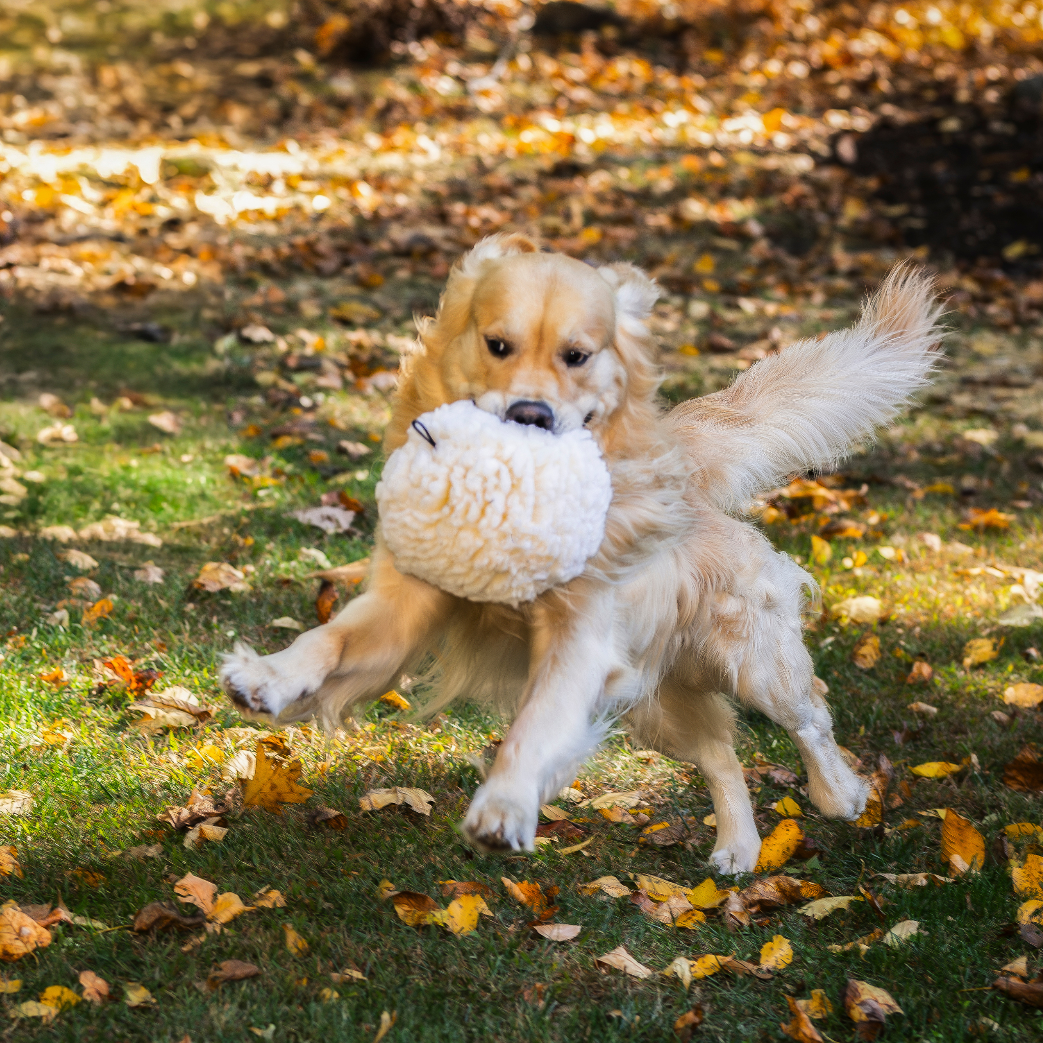 HuggleFleece® Plush Ball Dog Toy by HuggleHounds
